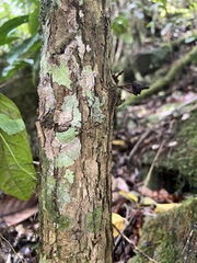 Eugenia bullata