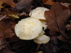 Hygrophorus