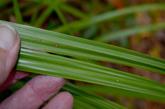 Carex indica