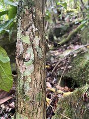 Eugenia bullata