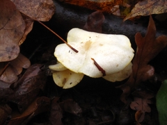 Hygrophorus