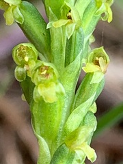 Microtis parviflora