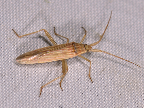Two-spined Grass Bug, photo 3 of 10