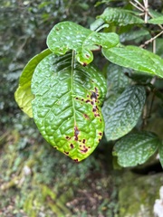Austropuccinia psidii