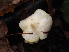 Hygrophorus