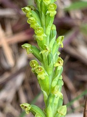 Microtis parviflora