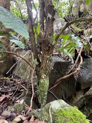 Eugenia bullata