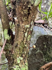Eugenia bullata