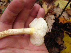 Hygrophorus