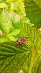 Agonoscelis versicoloratus