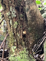 Eugenia bullata