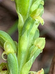 Microtis parviflora
