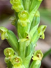 Microtis parviflora