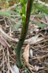 Microtis parviflora