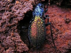 Carabus hispanus
