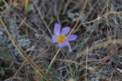 Crocus thomasii