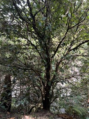 Eugenia bullata