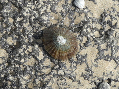 Cellana tramoserica