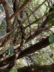 Eugenia bullata