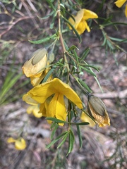 Gompholobium latifolium