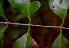 Salacia disepala