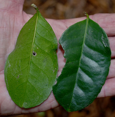 Salacia disepala