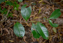 Salacia disepala