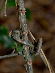 Salacia disepala