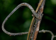 Salacia disepala