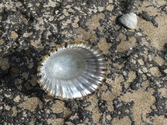 Cellana tramoserica