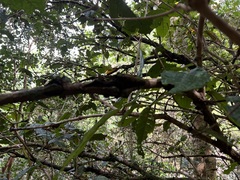 Eugenia bullata