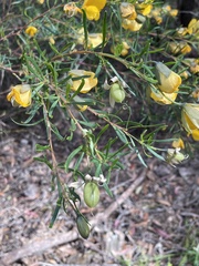 Gompholobium latifolium