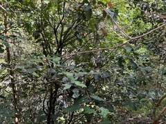 Eugenia bullata