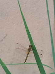 Neurothemis fluctuans