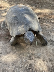 Testudo marginata