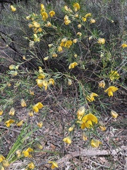 Gompholobium latifolium