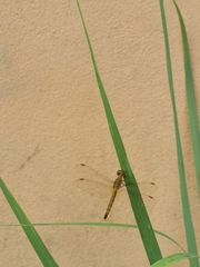 Neurothemis fluctuans