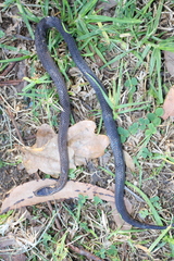 Cacophis squamulosus