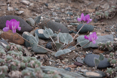Gueldenstaedtia monophylla
