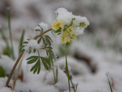 Corydalis bracteata