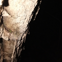 Ariamnes cylindrogaster