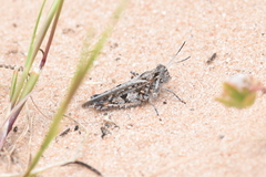 Pycnostictus seriatus