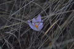 Crocus thomasii