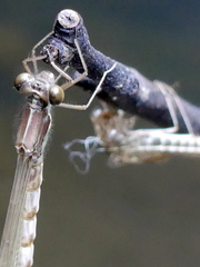 Austrolestes colensonis