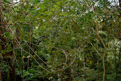 Cissus oblonga