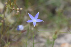 Wahlenbergia luteola