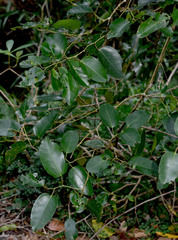 Cissus oblonga