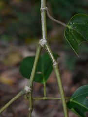 Cissus oblonga