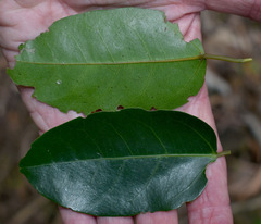 Cissus oblonga