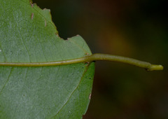 Cissus oblonga